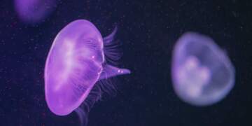 Çfarë duhet të bëni nëse ju pickon një kandil deti vjollcë?