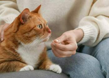 Si t’i jepni një pilulë maces suaj (pa dalë të dy të traumatizuar)