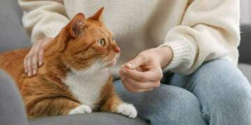 Si t’i jepni një pilulë maces suaj (pa dalë të dy të traumatizuar)