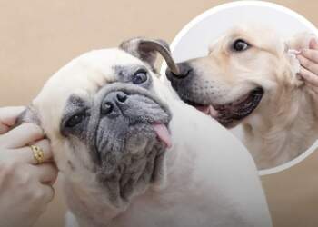 Pse qeni yt “shkrihet” kur e përkëdhel pas veshëve? Ja çfarë thotë shkenca!