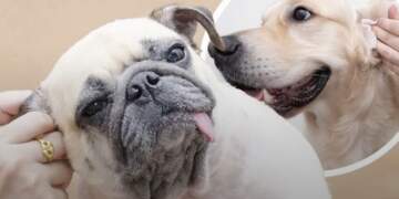 Pse qeni yt “shkrihet” kur e përkëdhel pas veshëve? Ja çfarë thotë shkenca!