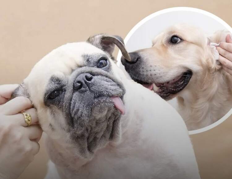 Pse qeni yt “shkrihet” kur e përkëdhel pas veshëve? Ja çfarë thotë shkenca!