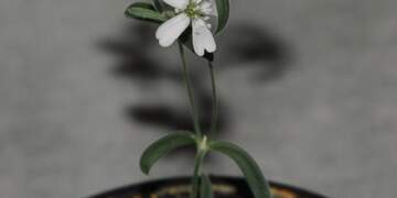 Një lule rigjallet pas 32,000 vitesh, shkenca sfidon kohën