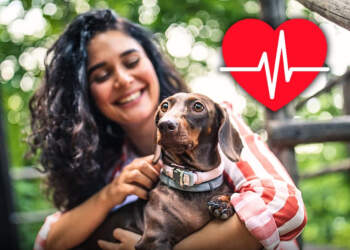 “Të dua” nuk është vetëm fjalë për qentë, zemra e tyre rreh më shpejt kur e dëgjojnë!