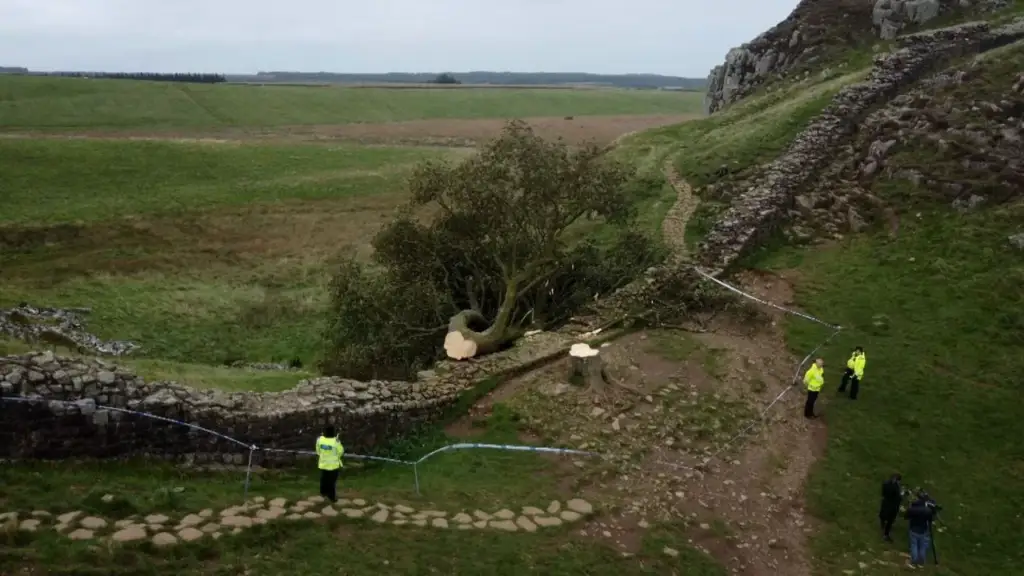 Dënohen dy burra për prerjen e pemës ikonë pranë Murit të Hadrianit