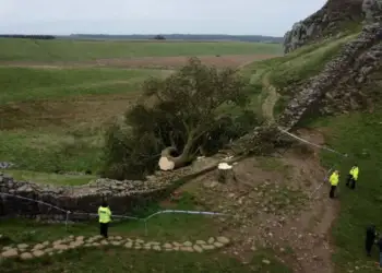 Dënohen dy burra për prerjen e pemës ikonë pranë Murit të Hadrianit
