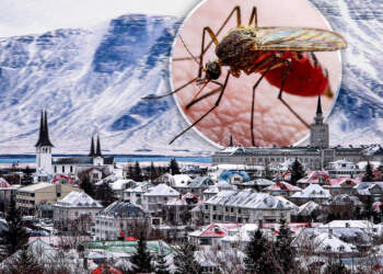 I vetmi vend në botë pa mushkonja? Po, ekziston! Ja cili është