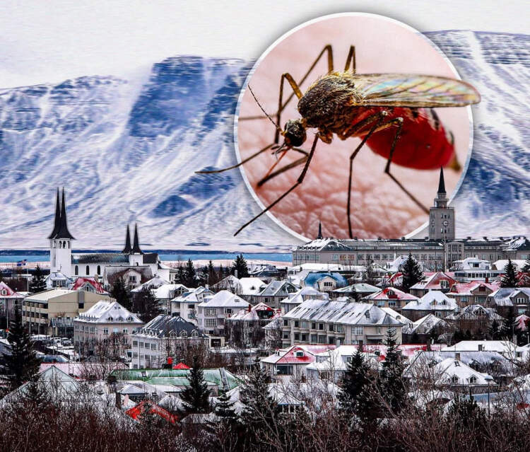 I vetmi vend në botë pa mushkonja? Po, ekziston! Ja cili është