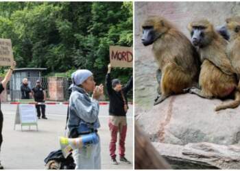 12 babunë të vrarë në një kopsht zoologjik gjerman, aktivistët në protestë