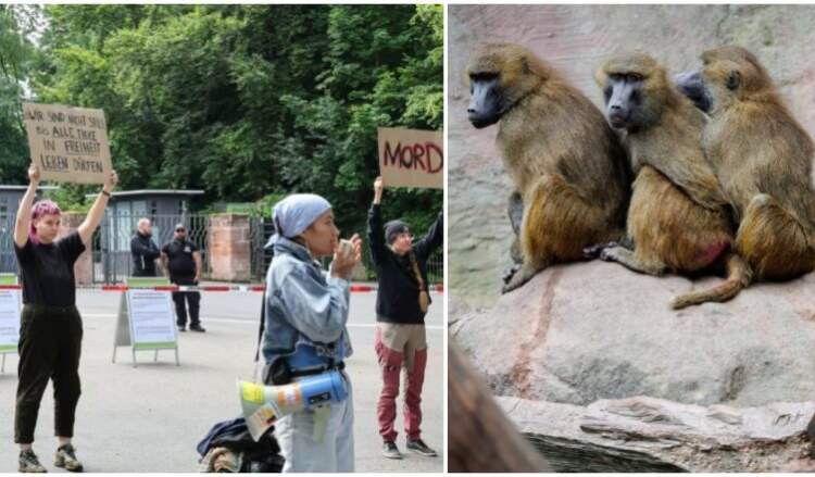 12 babunë të vrarë në një kopsht zoologjik gjerman, aktivistët në protestë