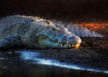 Tragjedi në Indonezi: 80-vjeçari kapet dhe vritet nga krokodili në lumin pranë shtëpisë