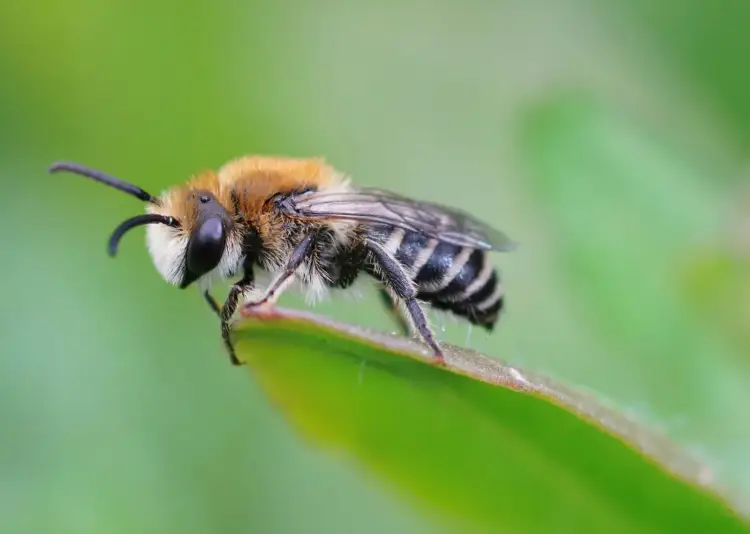 Francë, 24 të lënduar nga një sulm masiv bletësh në qytetin Aurillac