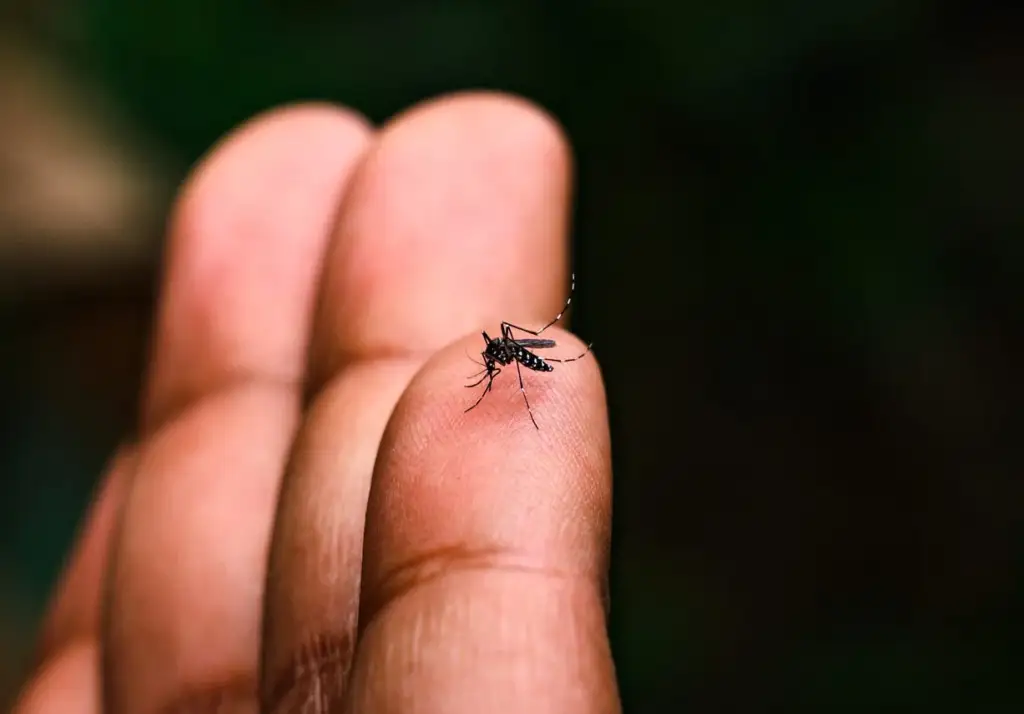OBSH paralajmëron: Rikthim i rrezikshëm i chikungunya-s, virusi që përhapet nga mushkonjat