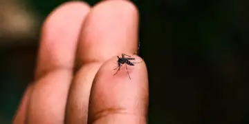 OBSH paralajmëron: Rikthim i rrezikshëm i chikungunya-s, virusi që përhapet nga mushkonjat