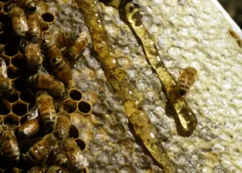 Çfarë e bën mjaltin një ushqim të përjetshëm?