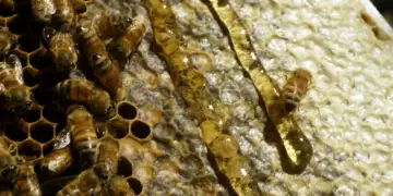 Çfarë e bën mjaltin një ushqim të përjetshëm?