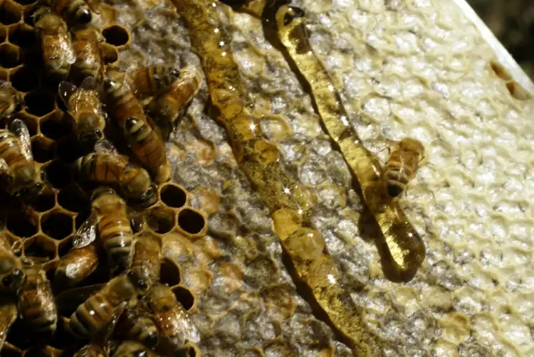 Çfarë e bën mjaltin një ushqim të përjetshëm?