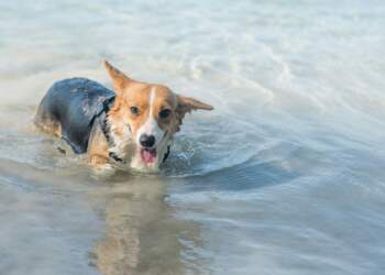 3 arsyet pse një qen pi ujë deti