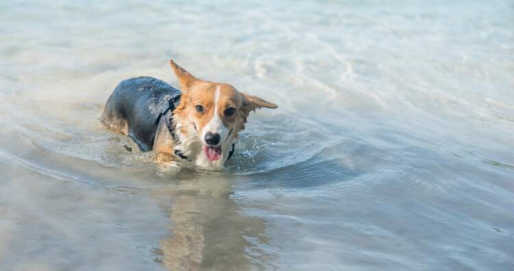 3 arsyet pse një qen pi ujë deti