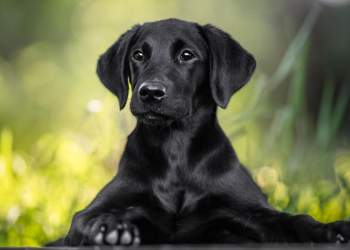 Nga sytë, te gërhitja! Çfarë flet qeni pa fjalë