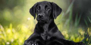 Nga sytë, te gërhitja! Çfarë flet qeni pa fjalë