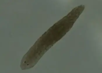 Si krimbat e vegjël nga liqenet dhe lumenjtë mund të ndihmojnë në trajtimin e skizofrenisë