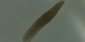 Si krimbat e vegjël nga liqenet dhe lumenjtë mund të ndihmojnë në trajtimin e skizofrenisë