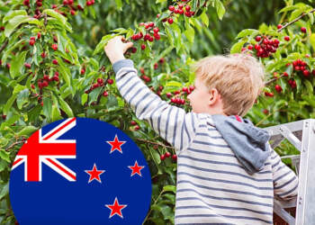 Në Zelandën e Re, pemët frutore mbillen në hapësira publike, kushdo mund të mbledhë fruta pa pagesë