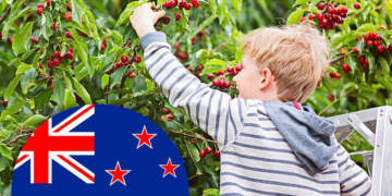 Në Zelandën e Re, pemët frutore mbillen në hapësira publike, kushdo mund të mbledhë fruta pa pagesë