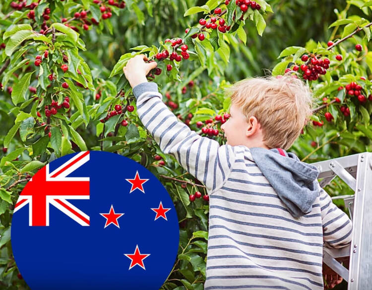 Në Zelandën e Re, pemët frutore mbillen në hapësira publike, kushdo mund të mbledhë fruta pa pagesë