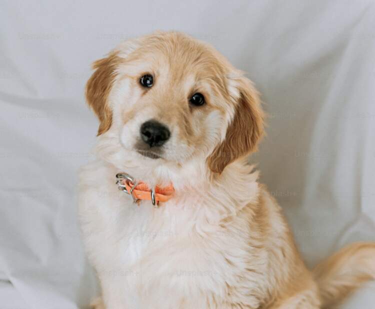 Qentë e nuhasin “energjinë e keqe”: Mund të dallojnë njerëzit që ju trajtojnë keq