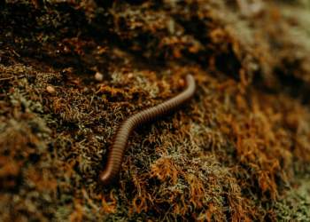 Paraziti vdekjeprurës shfaqet në Amerikë, rasti i parë në 2025