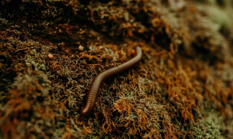 Paraziti vdekjeprurës shfaqet në Amerikë, rasti i parë në 2025