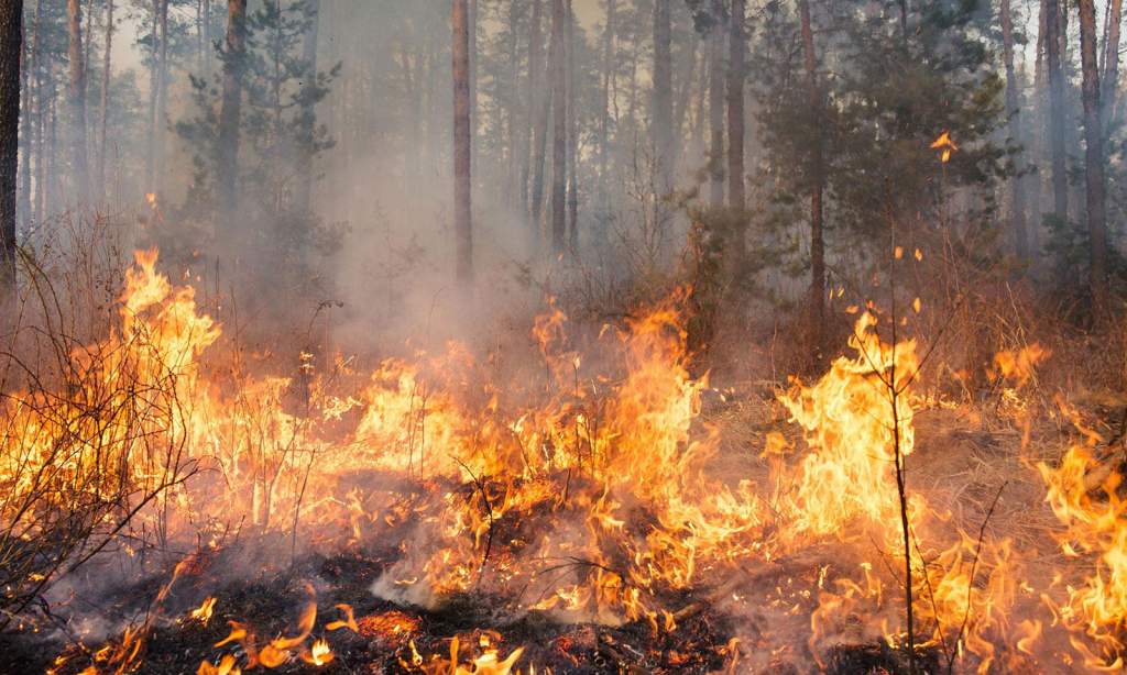 Emergjencë në Novoselë: Zjarri në pyllin e Poros vijon të përkeqësohet