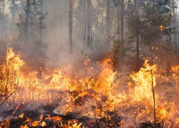 Emergjencë në Novoselë: Zjarri në pyllin e Poros vijon të përkeqësohet