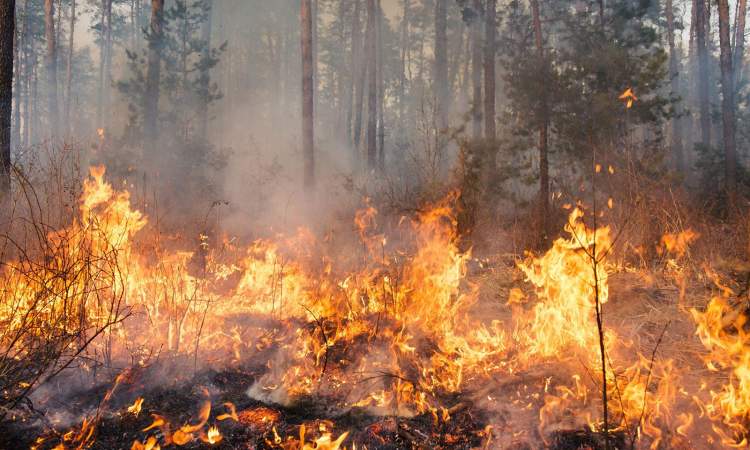 Emergjencë në Novoselë: Zjarri në pyllin e Poros vijon të përkeqësohet