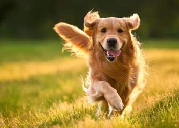 Qentë na kuptojnë, por a i kuptojmë ne ata? Ja si ta lexosh sjelljen e tyre