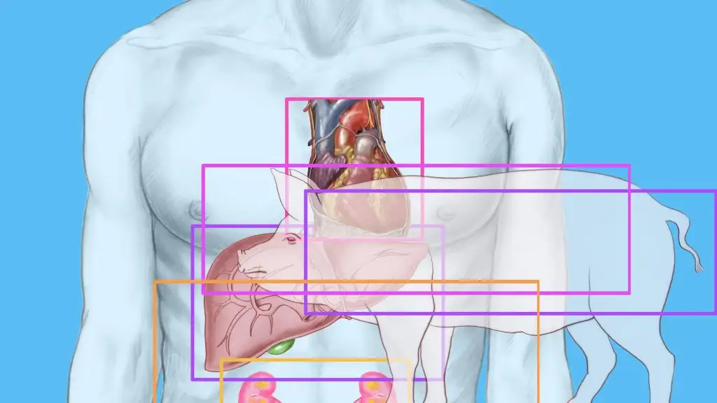 Mjekët në Kinë realizojnë transplant historik: Mushkëri derri e modifikuar gjenetikisht mbijeton te një njeri