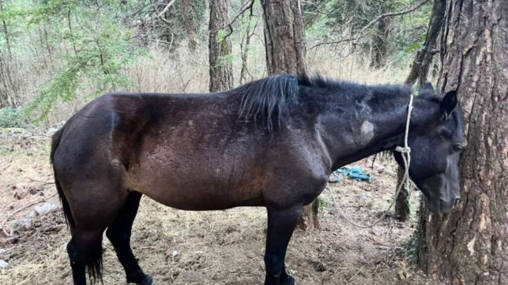 E rëndë! Qëllohen me çifte 22 kuaj në zonën Dukat–Llogara