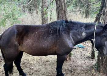 E rëndë! Qëllohen me çifte 22 kuaj në zonën Dukat–Llogara