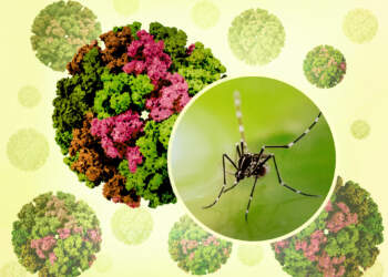 Alarm në Kinë! Mbi 7,000 të infektuar me virusin ‘chikungunya’