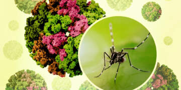 Alarm në Kinë! Mbi 7,000 të infektuar me virusin ‘chikungunya’