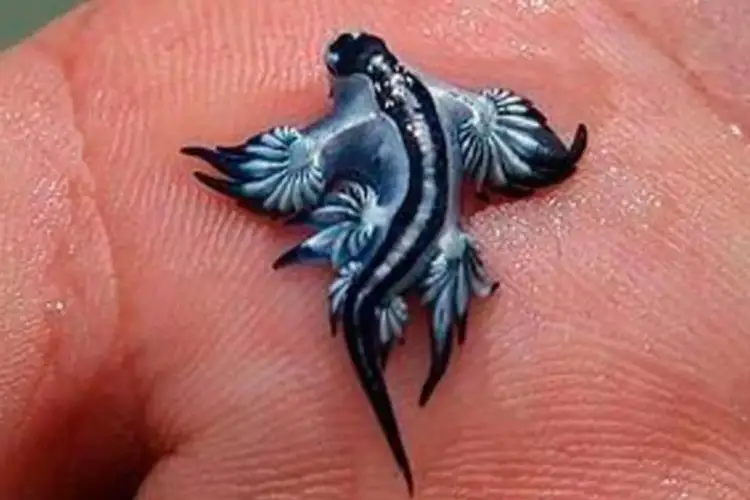 “Dragoi Blu” zbarkon në plazhet e Spanjës, pushuesit ndalohen të hyjnë në det