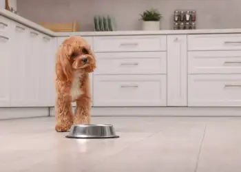 5 ushqimet që do t’i japin qenit tuaj më shumë energji