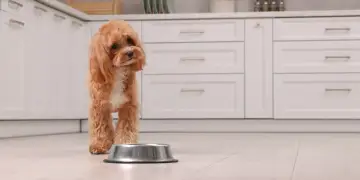 5 ushqimet që do t’i japin qenit tuaj më shumë energji