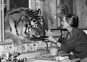 Tippi Hedren dhe jetesa me luanë e tigra: Një histori e çuditshme dhe e rrezikshme