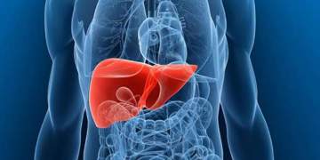 Shkencëtarët zbulojnë shkakun kryesor të sëmundjes vdekjeprurëse të mëlçisë