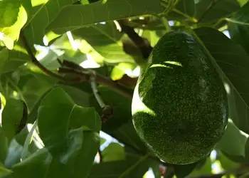 Lamtumirë dhimbjeve të kockave: kjo është bima medicinale që mund të lehtësojë shqetësimin