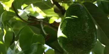 Lamtumirë dhimbjeve të kockave: kjo është bima medicinale që mund të lehtësojë shqetësimin