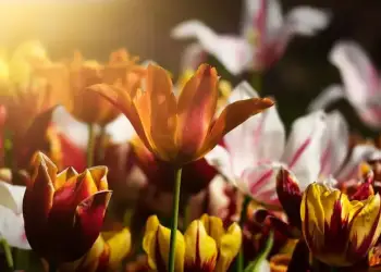 Çfarë do të thotë kur një person vazhdimisht nuhat bimët dhe lulet e tij?